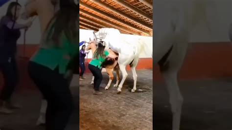 horse fuckn|Horse Fucking Woman Porn Videos .